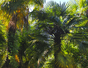 Fototapeta premium Green palm tree leaves background