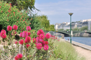 Fototapeta na wymiar jardin public en bord de Seine à Paris 