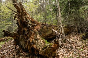 abstract the old broken tree lying in the green forest with a large root
