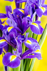Purple iris flower on the yellow background. © gitusik