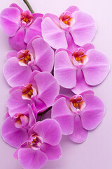 Obraz premium Pink beautiful orchid on colored background.
