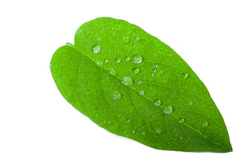 Fototapeta na wymiar green leaf with drops of water. nature background