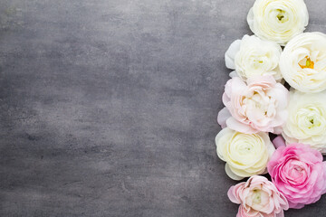 Beautiful colored ranunculus flowers on a gray background.