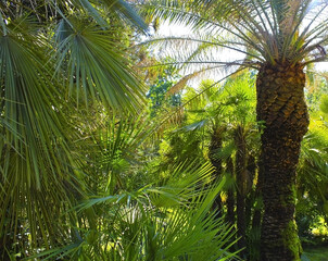 Obraz na płótnie Canvas Green palm trees