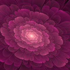Beautiful abstract fractal flower, pink and magenta color