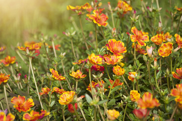 Beautiful Common Purslane flower orange color.