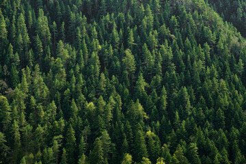 abstract background of green pines in the mountains