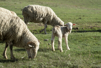 Fototapeta premium Sheep grazing