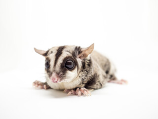 Close up of cute and small Sugar Glider.