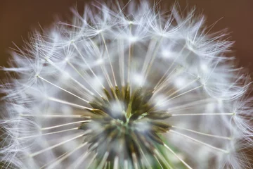 Foto op Plexiglas Closeup of beautiful white dandelion, macro shoot © annetparadi