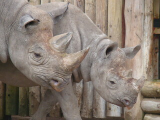 Fototapeta premium Mother and baby rhino close up of heads