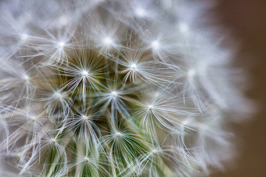 Beautiful white dandelion during  summer, closeup macro shoot