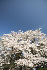桜風景