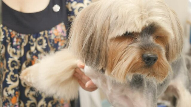 The stylist cut the fur of lovely terrier