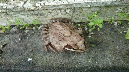 Reptiles and ampfibians: fat frog