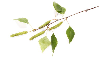 Naklejka premium Birch tree catkin twig, betula pendula ament stem, young spring leaves, isolated on white