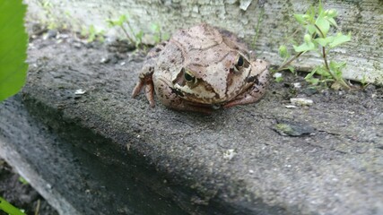 Brown frog
