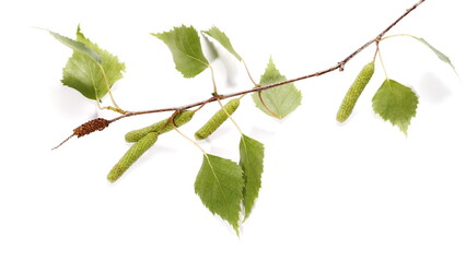 Naklejka premium Gałązka bazi brzozy, łodyga betula pendula ament, młode wiosenne liście, na białym tle