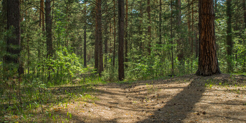Sunny clearing in the forest on a summer day with shadows from the pine trees