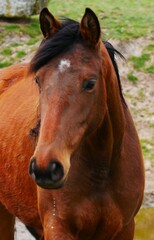 Horse with a star