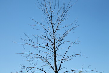 Crow in branches
