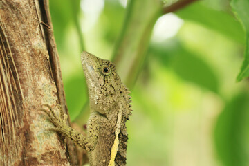 トカゲのクローズアップ A lizard