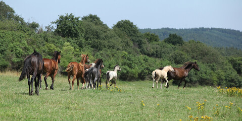 Naklejka na ściany i meble Beautiful horses going together on pasturage