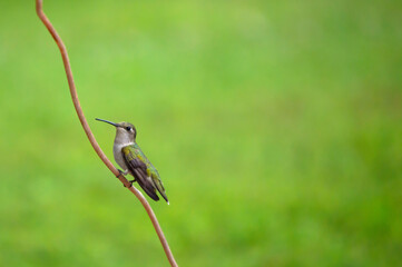 A hummingbird rests for a spell on a small cable on a warm spring day