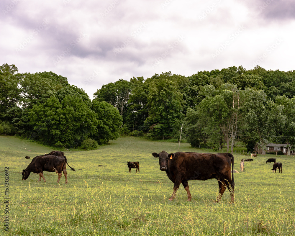 Wall mural Thin Angus commercial cows on spring pasture