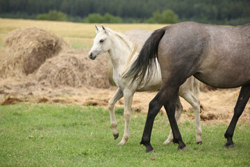 Obraz na płótnie Canvas Beautiful foal with mare on pasturage