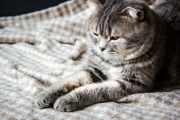 Scottish cat laying
