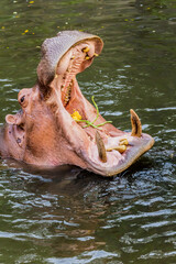 Hippopotamus in the water
