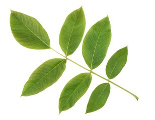 Obraz premium Green Walnut branch