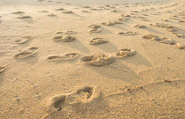 Footprints on the beach