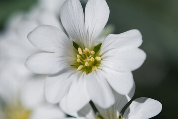 White saxifrage, close up, white flowers, - obrazy, fototapety, plakaty