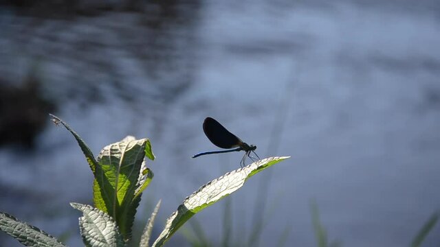 Libellule bleue sur une herbe en bordure de rivi&egrave;re