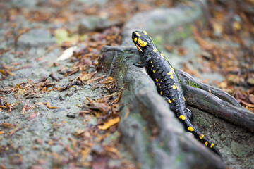 Colorful fire salamander on a tree root