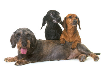 three dachshunds in studio