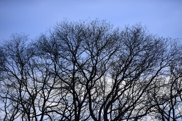winter or autumn season, tree with bare branches