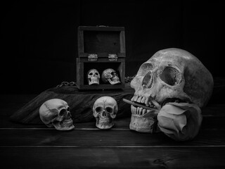 Still life human skull and rose