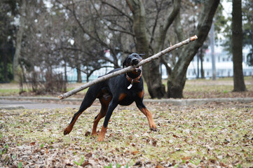 my doberman