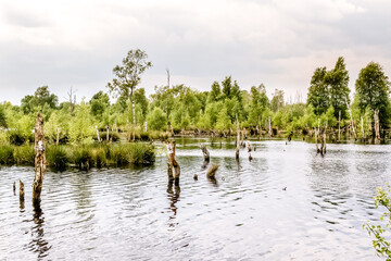 Das hohe Moor