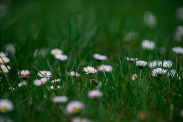 medicine and healthy lifestyle, herb, nature and environment,