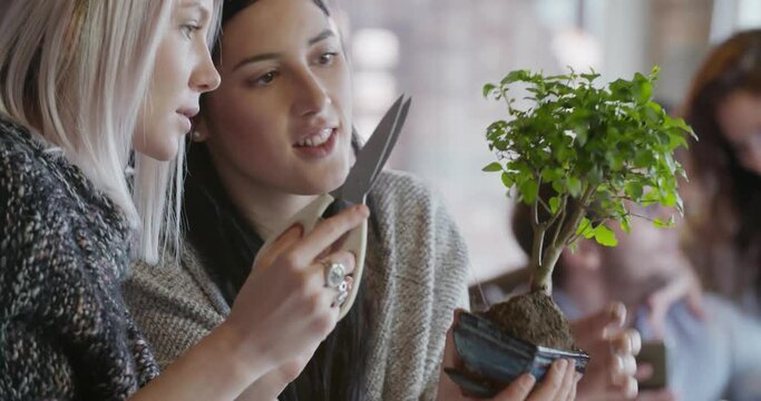 two women friends people enjoy relaxing by pruning bonsai tree indoor in modern industrial house. 4k handheld video shot