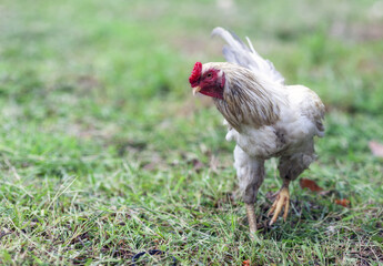 White chicken on the lawn