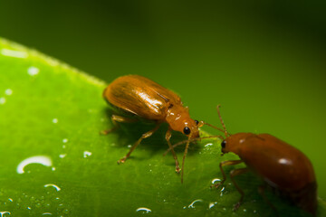 Orange beetles 