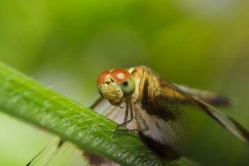Little dragonfly resting on plant