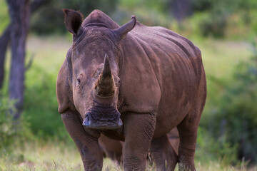 Close up a white rhinoceros