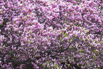 Obraz premium pink blooming tree with magnolia flowers in spring outdoor garden