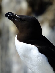 Razorbill with cliffs in background